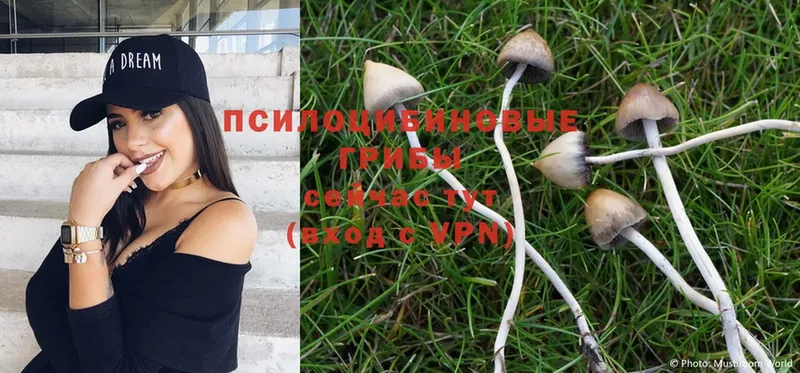 Псилоцибиновые грибы MAGIC MUSHROOMS  mega tor  Протвино  цены  